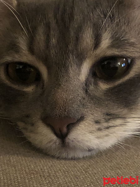 Tekir Kedi, Kedi  Leo fotoğrafı