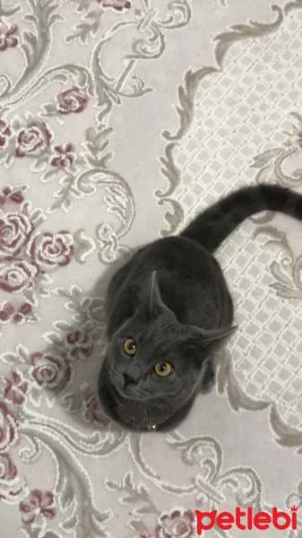 Mavi Rus, Kedi  Çakır fotoğrafı