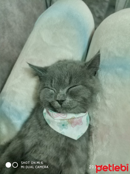 Exotic Shorthair, Kedi  Gölge fotoğrafı