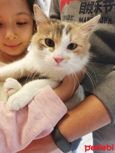 Tekir Kedi, Kedi  Paspas fotoğrafı