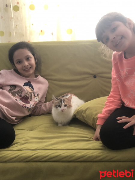 Tekir Kedi, Kedi  Paspas fotoğrafı