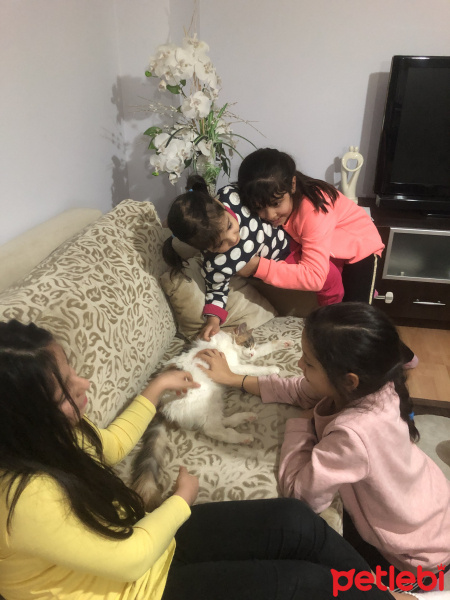Tekir Kedi, Kedi  Paspas fotoğrafı