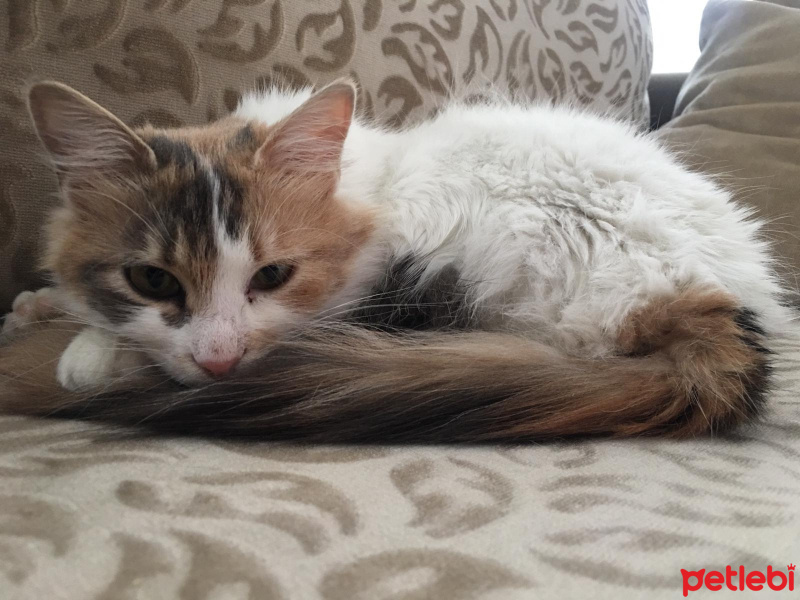 Tekir Kedi, Kedi  Paspas fotoğrafı