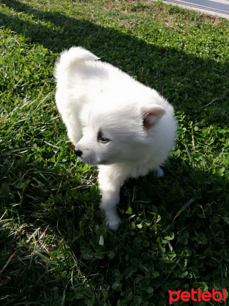 Pomeranyalı, Köpek  Betty fotoğrafı