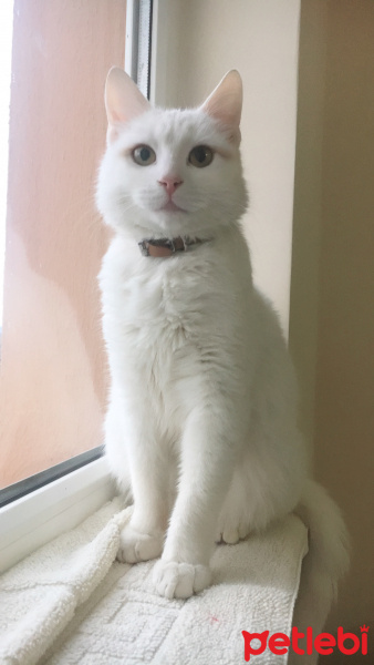 Van Kedisi, Kedi  Pamuk (adını kullanmadık oğlum diye çağırdık) fotoğrafı