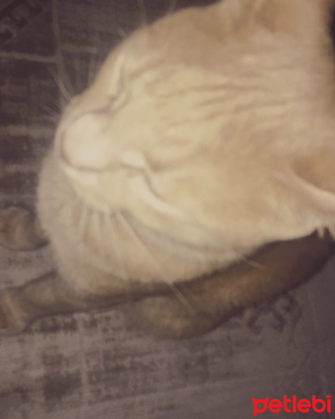 Tekir Kedi, Kedi  Sarı fotoğrafı
