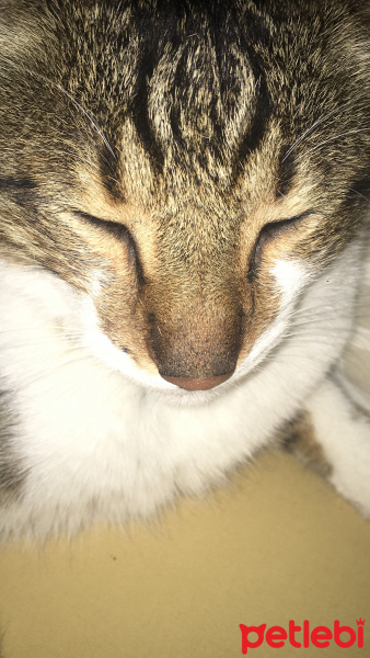 Tekir Kedi, Kedi  Mavim fotoğrafı