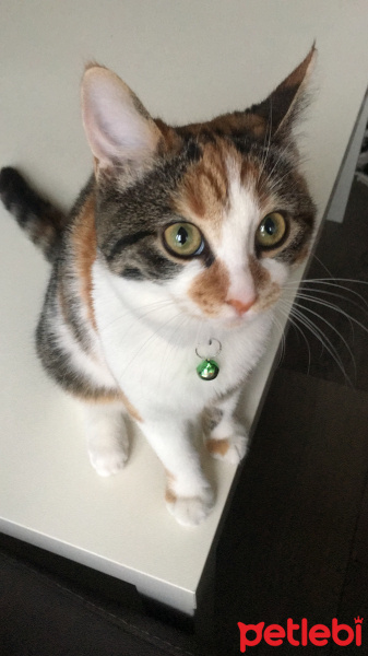 Tekir Kedi, Kedi  Tarçın fotoğrafı
