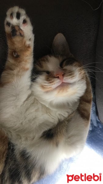 Tekir Kedi, Kedi  Tarçın fotoğrafı