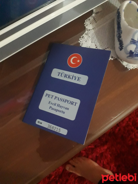 Sarman, Kedi  Arya fotoğrafı