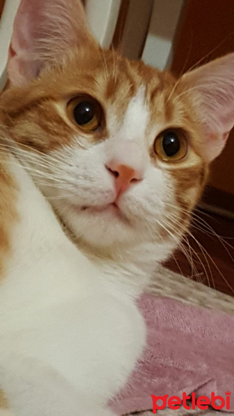 Sarman, Kedi  Arya fotoğrafı