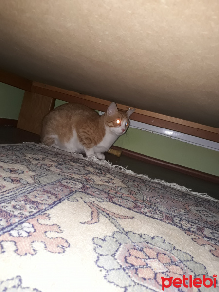 Sarman, Kedi  Arya fotoğrafı
