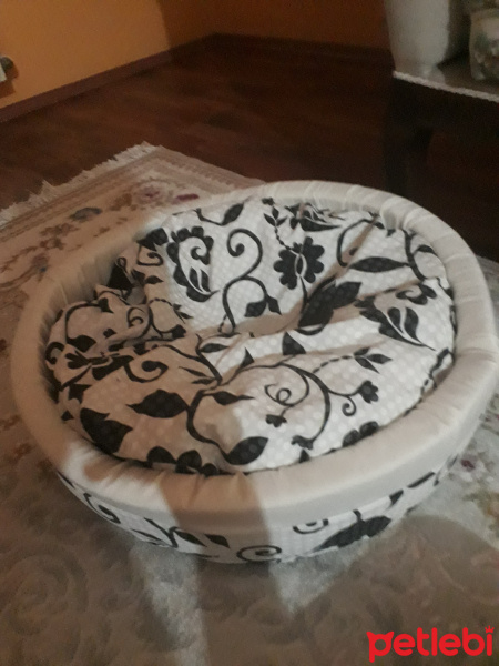 Sarman, Kedi  Arya fotoğrafı