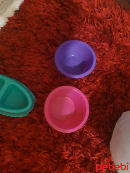 Sarman, Kedi  Arya fotoğrafı
