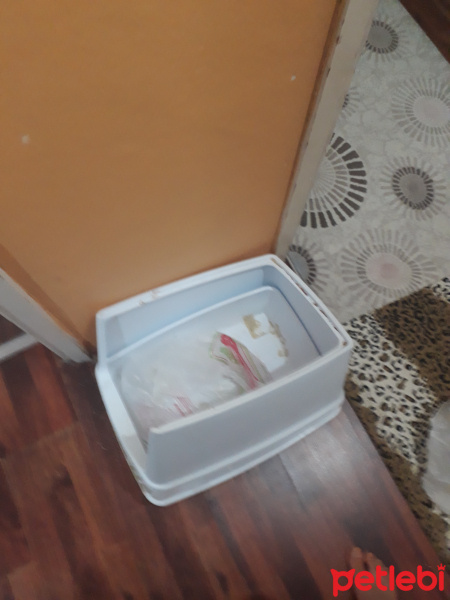 Sarman, Kedi  Arya fotoğrafı