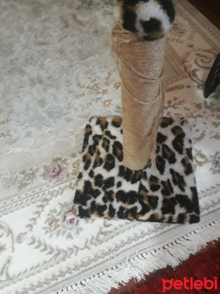 Sarman, Kedi  Arya fotoğrafı