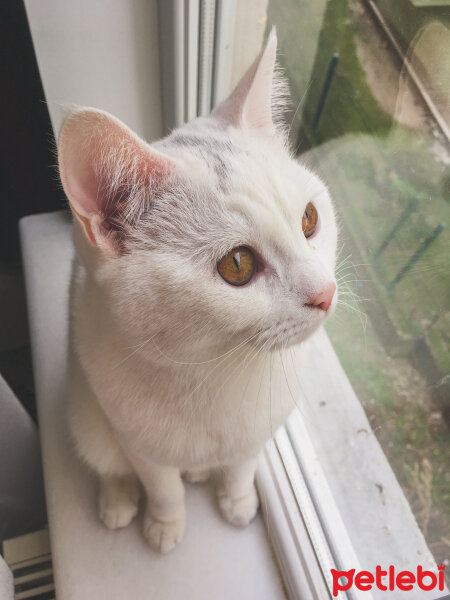 British Shorthair, Kedi  Müezza fotoğrafı