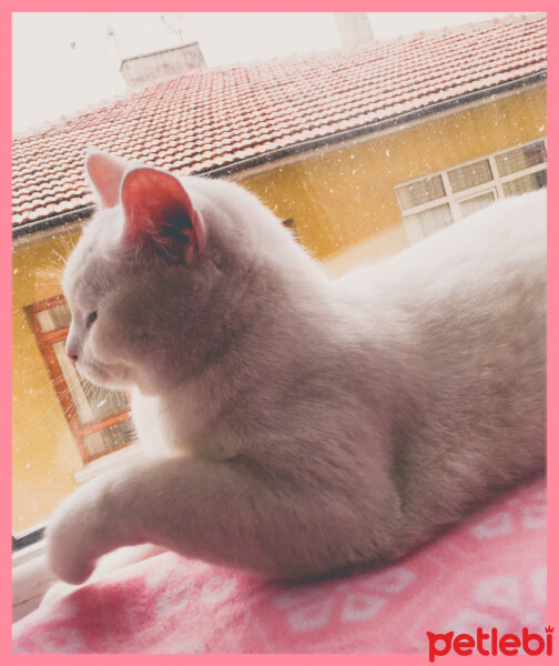 British Shorthair, Kedi  Müezza fotoğrafı