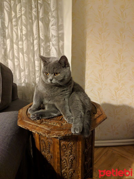 British Shorthair, Kedi  Leon fotoğrafı