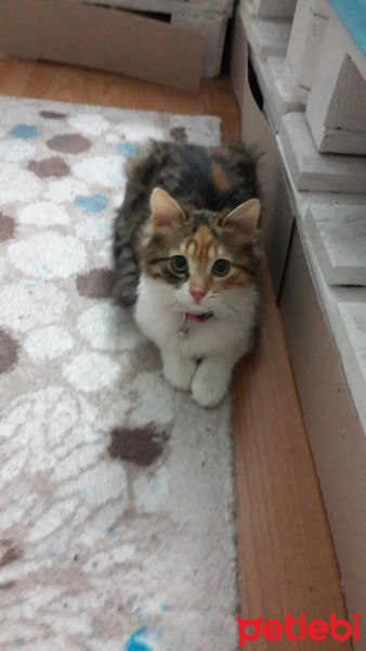 Tekir Kedi, Kedi  Melehat fotoğrafı