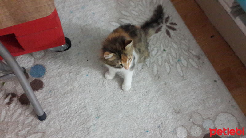 Tekir Kedi, Kedi  Melehat fotoğrafı