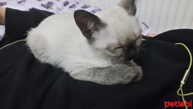 Siyam Kedisi, Kedi  Müezza fotoğrafı