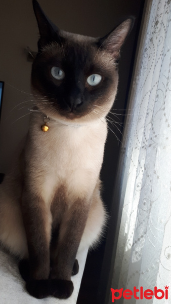 Siyam Kedisi, Kedi  Marcel fotoğrafı