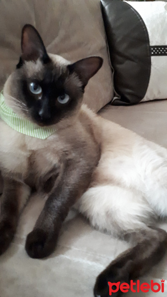 Siyam Kedisi, Kedi  Marcel fotoğrafı