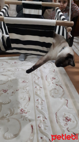 Siyam Kedisi, Kedi  Marcel fotoğrafı