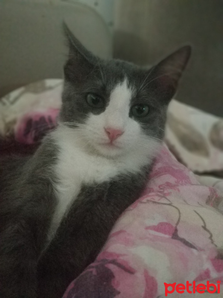 Tekir Kedi, Kedi  Miu fotoğrafı