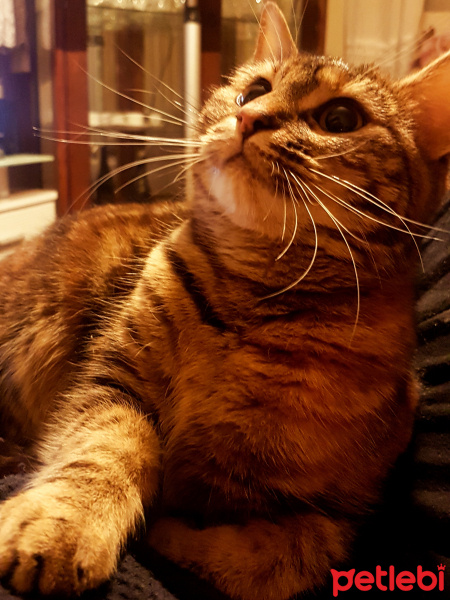 Tekir Kedi, Kedi  Meow fotoğrafı