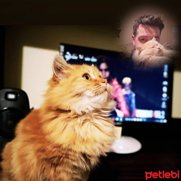 Tekir Kedi, Kedi  Meow fotoğrafı