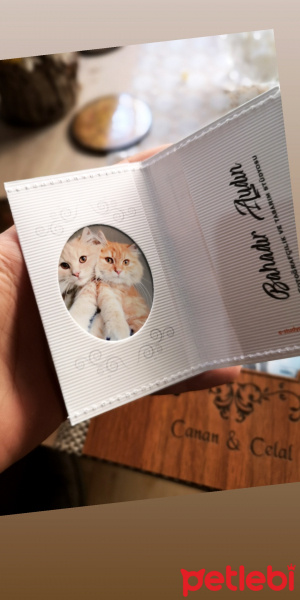 Tekir Kedi, Kedi  Meow fotoğrafı