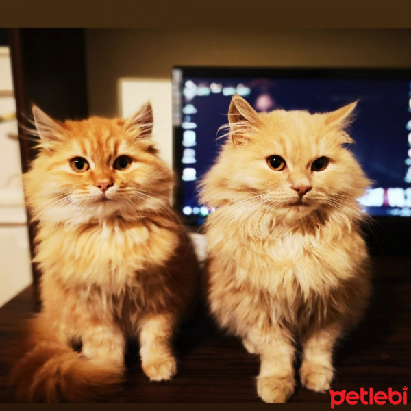Tekir Kedi, Kedi  Meow fotoğrafı