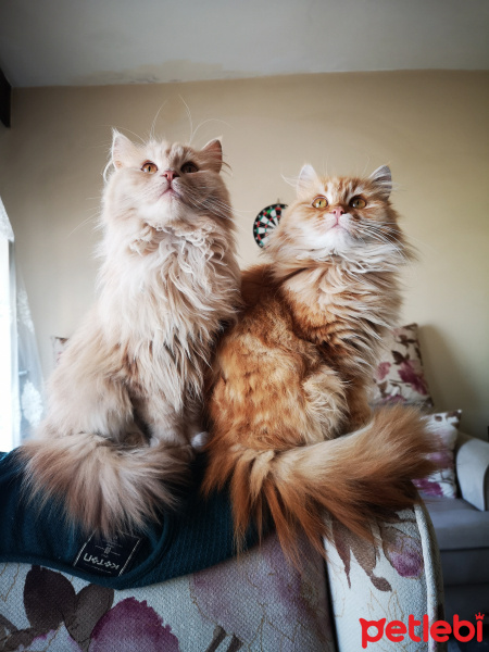 Tekir Kedi, Kedi  Meow fotoğrafı