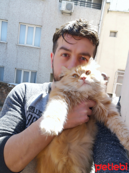 Tekir Kedi, Kedi  Meow fotoğrafı