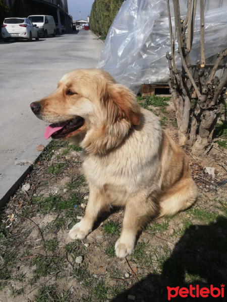Golden Retriever, Köpek  Pia fotoğrafı