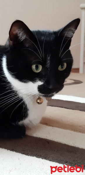 Tuxedo (Smokin) Kedi, Kedi  Pars fotoğrafı