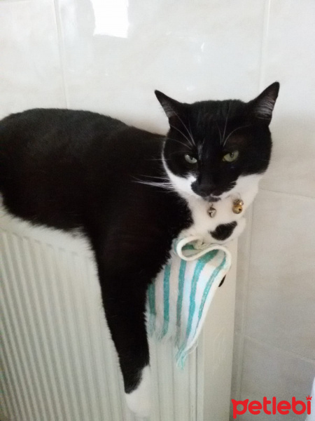 Tuxedo (Smokin) Kedi, Kedi  Pars fotoğrafı