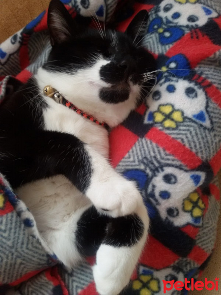 Tuxedo (Smokin) Kedi, Kedi  Pars fotoğrafı