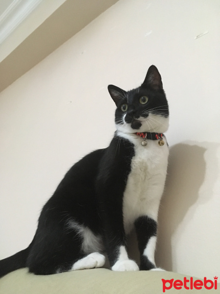 Tuxedo (Smokin) Kedi, Kedi  Pars fotoğrafı