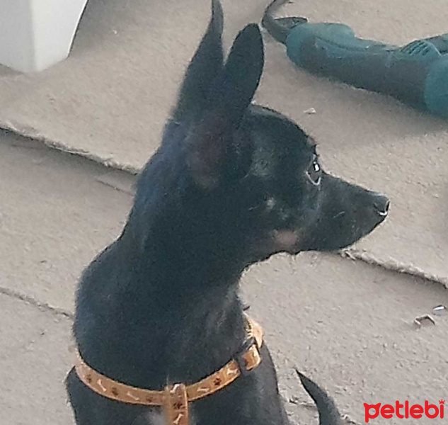 Minyatür Pinscher, Köpek  Cakil fotoğrafı
