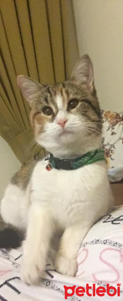 Tekir Kedi, Kedi  Cookie fotoğrafı