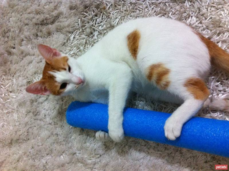 Tekir Kedi, Kedi  moi fotoğrafı