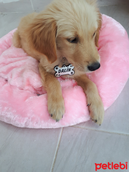 Golden Retriever, Köpek  Dalin fotoğrafı