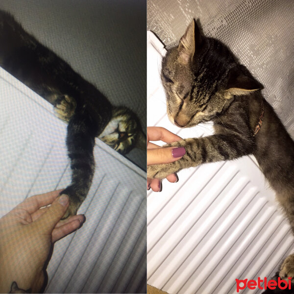 Tekir Kedi, Kedi  Mugo fotoğrafı