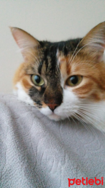 Tekir Kedi, Kedi  Maya fotoğrafı