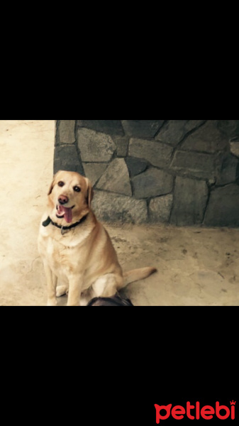 Labrador Retriever, Köpek  Oscar fotoğrafı