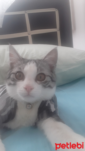 Tekir Kedi, Kedi  Rengar fotoğrafı