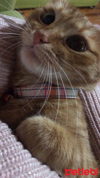 Sarman, Kedi  Keşkül fotoğrafı